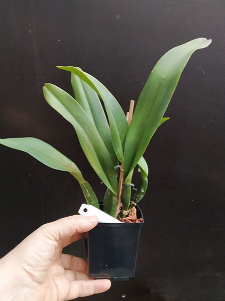 Laeliocattleya Color Guard 'Parade'.jpg