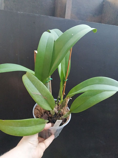 Brassolaeliocattleya Lina Costa.jpg