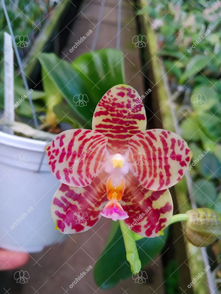 Phalaenopsis Mituo Golden Tiger 'Golden Ring' x gigantea alba 'Ta Wei'.jpg