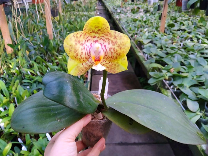 Phalaenopsis Diamond Beauty '1202' x Mituo Gelb Eagle 'Rainbow'.jpg