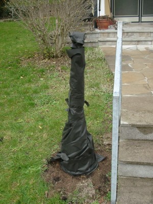 Подготовка к зиме в открытом грунте 1