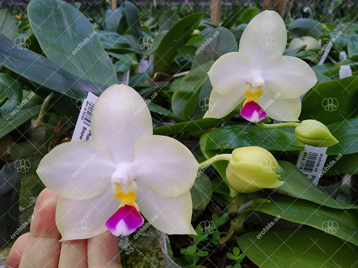 Phalaenopsis Mituo Bulleyes 'Little Snow White'.jpg