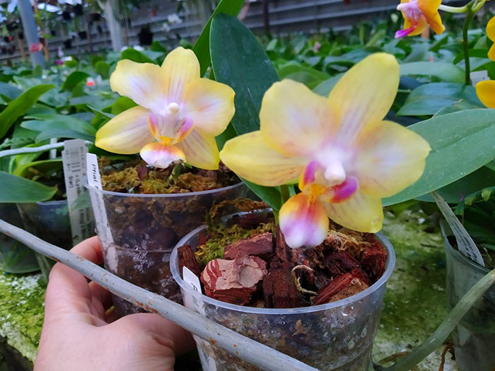 Phalaenopsis Mainshow Star (stem).jpg