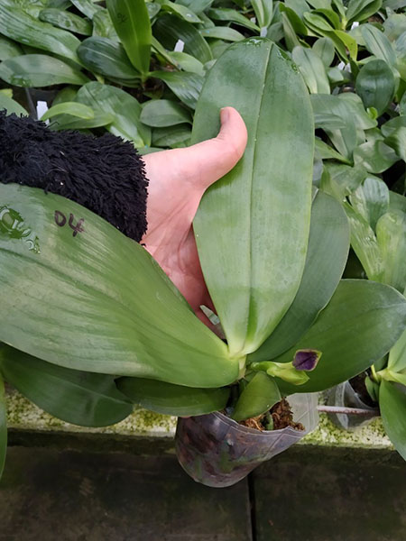 Phalaenopsis Mituo Blue Cat (Mituo Reflex Dragon 'Blue -2' x Mituo Purple Dragon 'Blue Whale').jpg