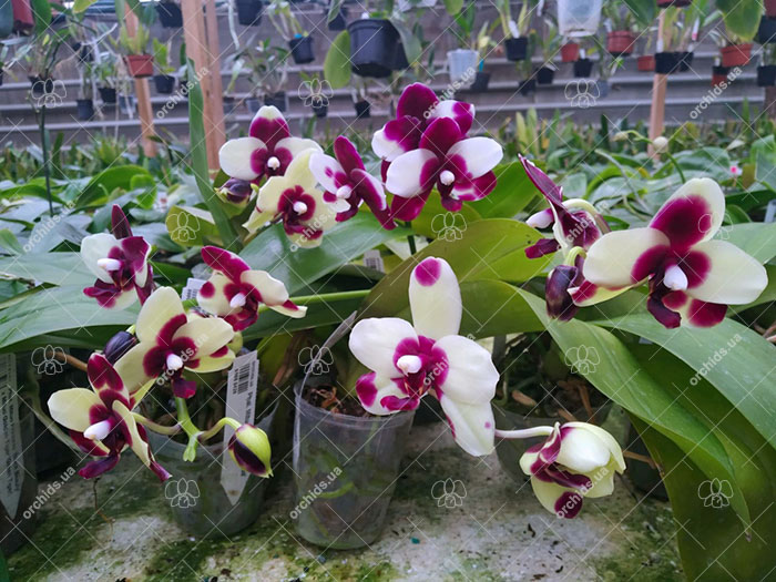 Phalaenopsis Mituo Diamond 'Panda'.jpg