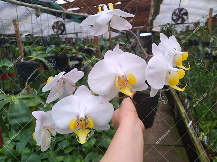 Phalaenopsis Kung's Amar Phillip.jpg