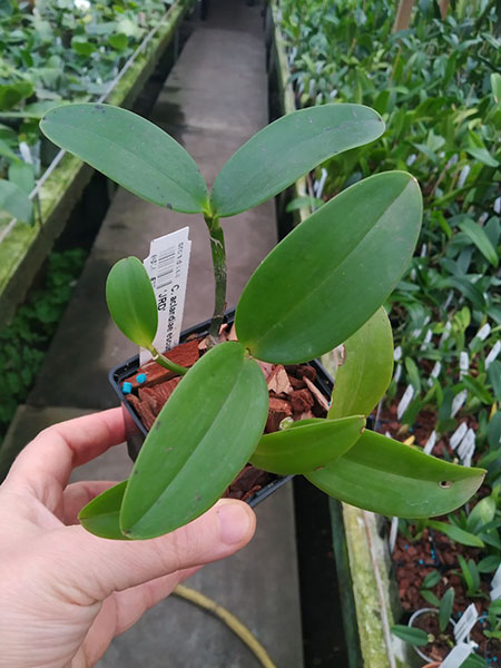Cattleya aclandiae escura 'Caliman' x 'JRD'.jpg