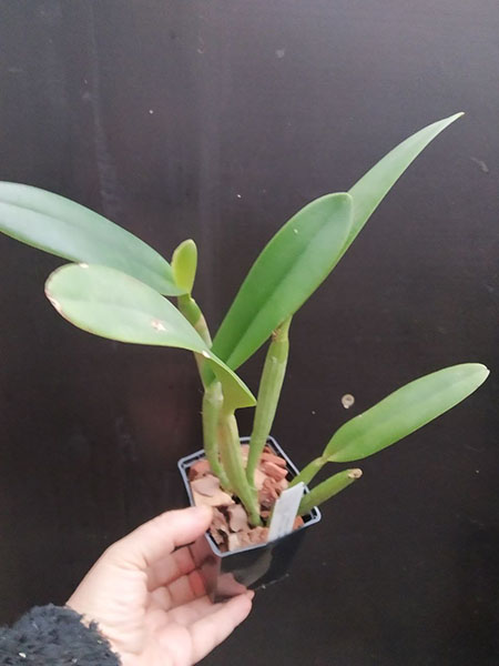 Cattleya lueddemanniana tipo ('Haide' x sib) x coerulea 'Giovani Bordini'.jpg