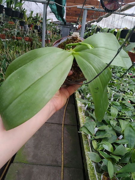 Phalaenopsis Mituo Purple Dragon 'BLue White' x Mituo Golden Tiger 'TTT'.jpg