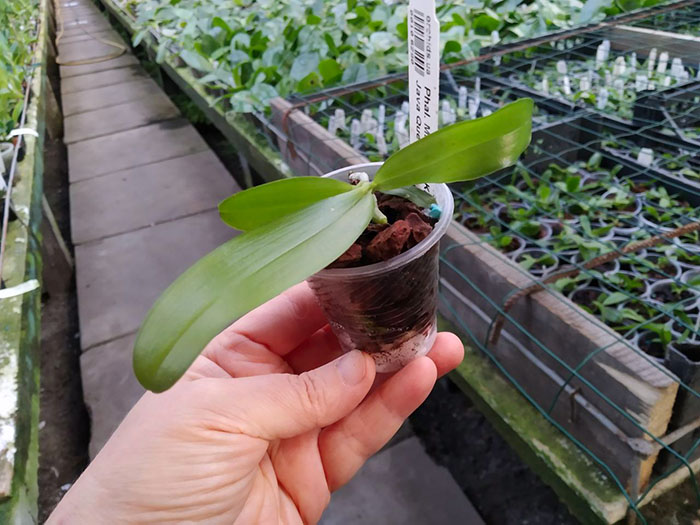 Phalaenopsis Mituo GH King Star #17 x Java Queen #8.jpg