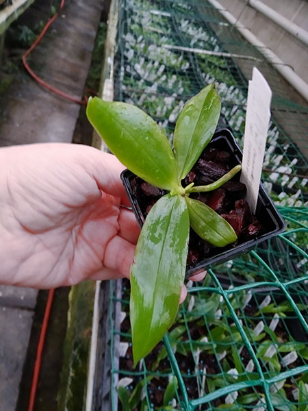 Phalaenopsis (violacea indigo x micholitzii #1) x Java Queen #10.jpg