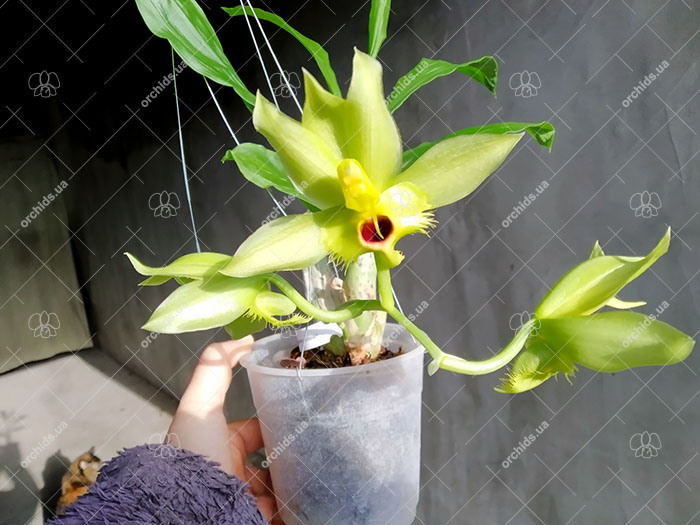 Catasetum (Joao Stivalli x vinaceum amarelo).jpg