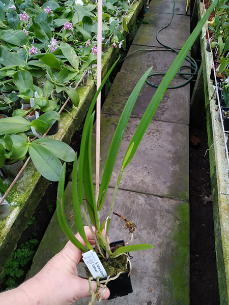 Brassavola tuberculata x Cattleya harrisoniana 'Caliman'.jpg
