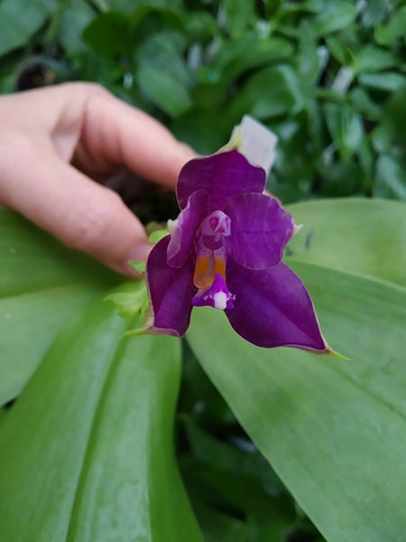 Phalaenopsis Mituo Blue Smurfs 'Blue-S' x Mituo Speciosa 'Blue-Coffe'.jpg