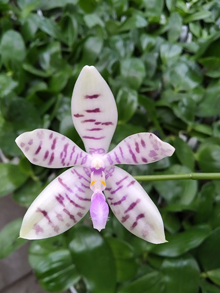 Phalaenopsis tetraspis alba x lueddemanniana 'Hsia 2347'.jpg
