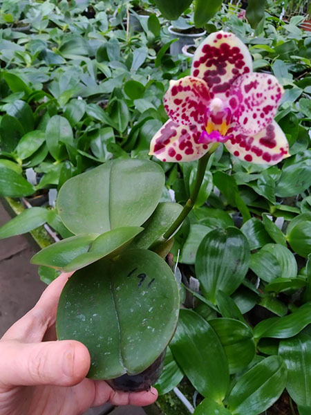 Phalaenopsis Mituo Diamond 'Cluster'.jpg