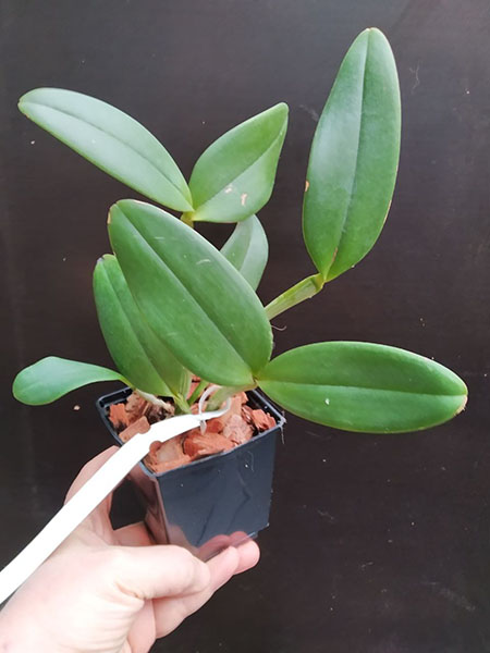 Cattleya amethystoglossa (aurea 'Do Daniel' x flamea (100031)).jpg