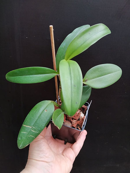 Cattleya amethystoglossa aurea 'Dona Rita' x 'Roberson'.jpg