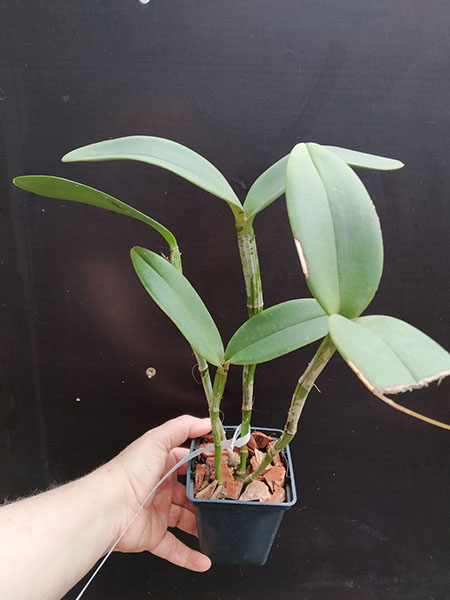 Cattleya amethystoglossa flamea ('AWZ' x 'Katia').jpg