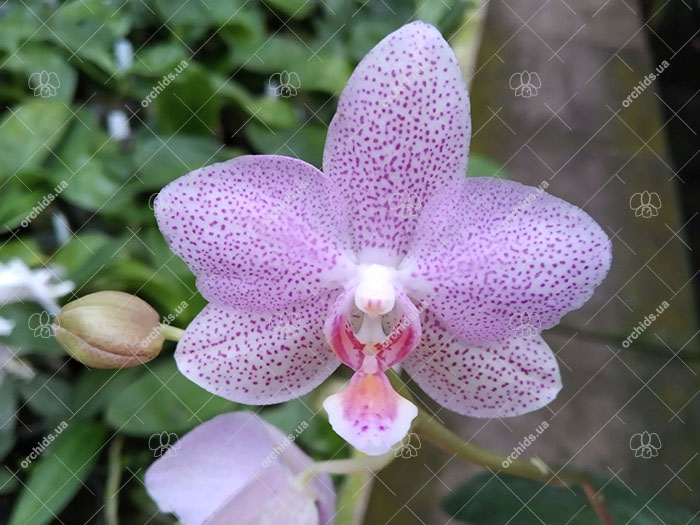 Phalaenopsis gigantea x sanderiana 'Silver Leaf'.jpg