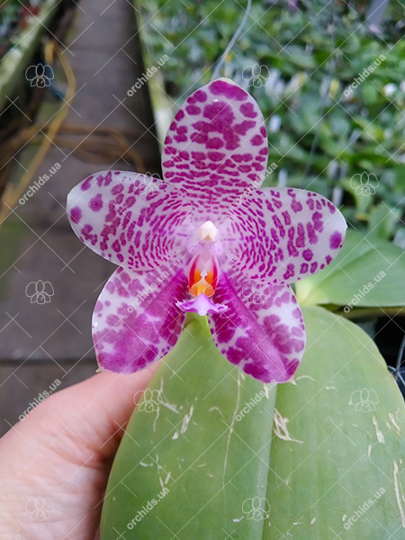 Phalaenopsis gigantea x Mituo Prince 'Bb'.jpg