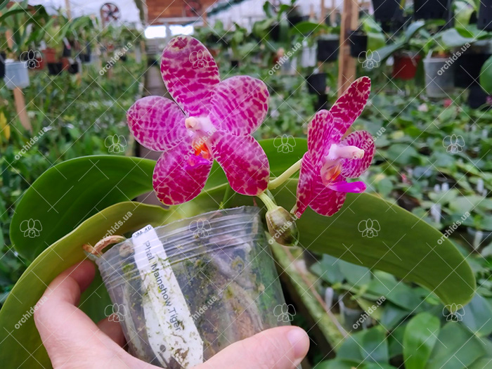 Phalaenopsis Mainshow Tiger (cross plants).jpg