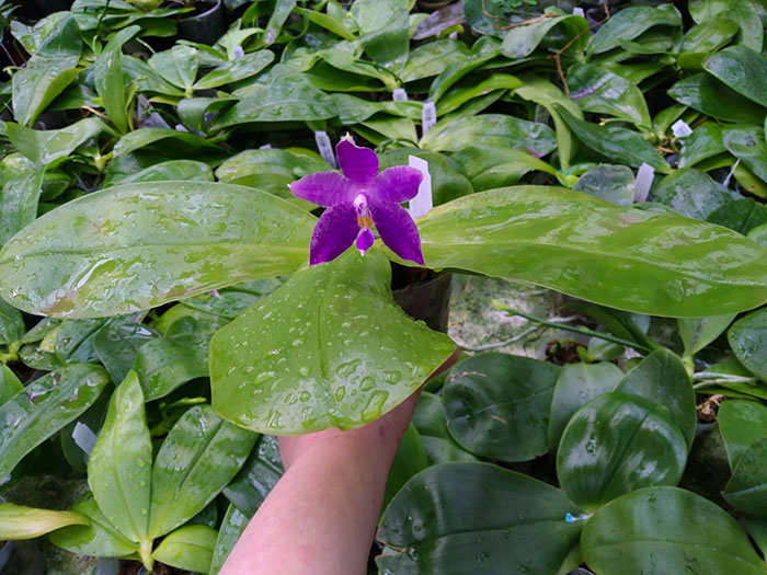 Phalaenopsis Mituo Blue Smurfs 'Blue-S' x Mituo Speciosa 'Blue-Coffe'.jpg