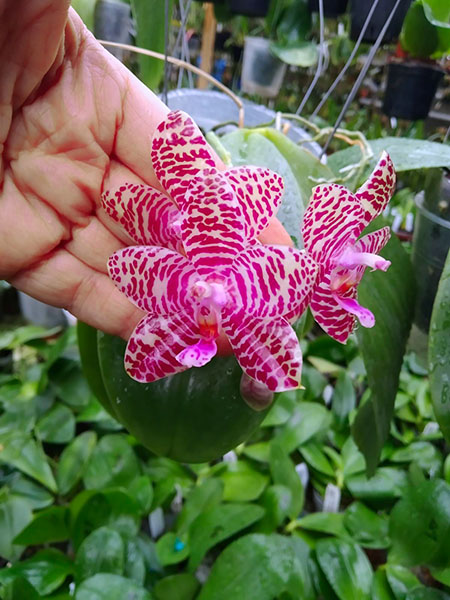 Phalaenopsis gigantea x Tainan's Ambonan 'Eddy'.jpg