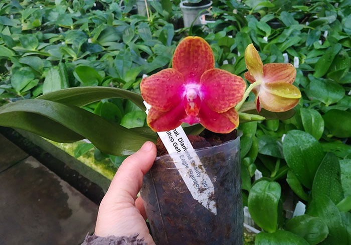 Phalaenopsis Diamond Beauty '1202' x Mituo Gelb Eagle 'Rainbow'.jpg