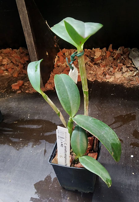 Cattleya amethystoglossa flamea (#1 x #2).jpg