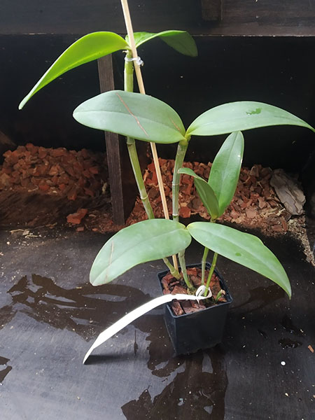 Cattleya amethystoglossa flamea ('Aquarela' x 'Respingo').jpg