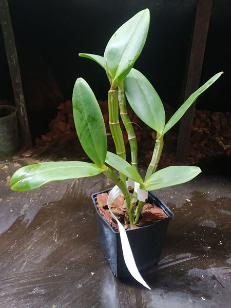 Cattleya amethystoglossa ('Andromeda' x flamea 'Campea').jpg