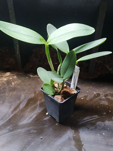 Cattleya amethystoglossa coerulea 'Palaquas' x self.jpg