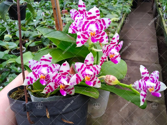 Phalaenopsis KS Super Zebra 'Beautiful Spots'.jpg