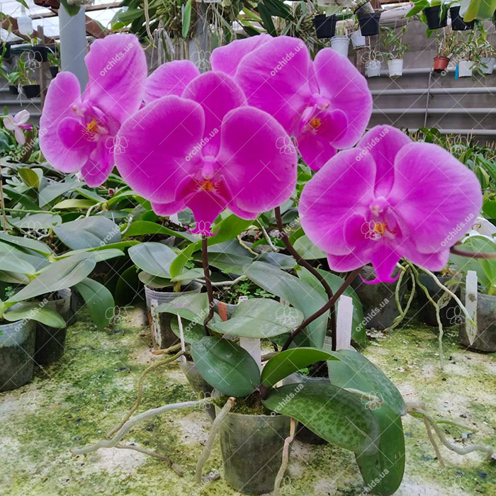 Phalaenopsis (schilleriana x Sogo Dorthy) (MC).jpg