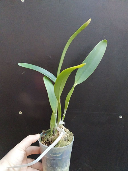 Cattleya mendelli concolor 'Bucaramanga' x SELF.jpg