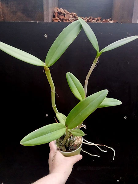 Cattleya bicolor tipo 'Nilton' x bicolor tipo 'Caliman'.jpg