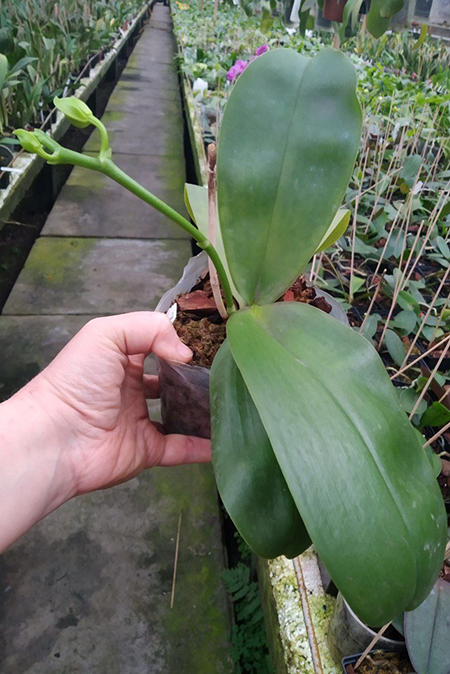 Phalaenopsis Sweet Memory.jpg