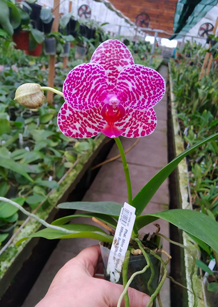 Phalaenopsis Miro Jo Gi 'Mituo #1' x Mituo Sun 'Mituo #1'.jpg