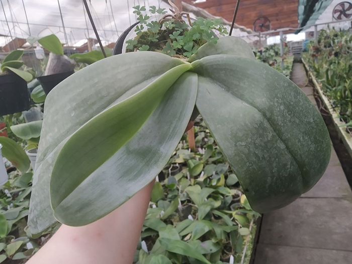 Phalaenopsis gigantea x sib.jpg