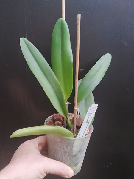 Cattleya maxima coerulea 'Blue Moon' x self.jpg