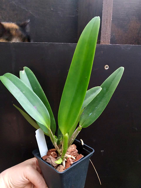 Cattleya maxima semi-alba 'La Pedrena' x self.jpg