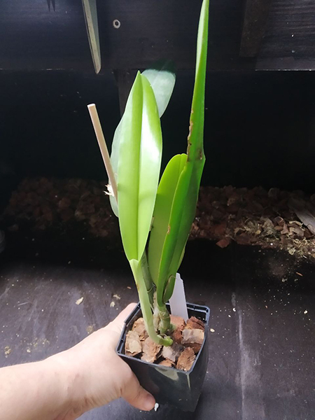 Cattleya maxima 'Katia' x self.jpg
