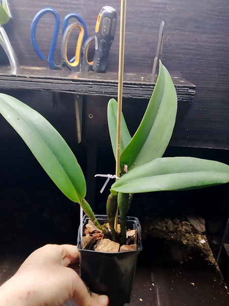 Cattleya maxima (Peruvian type).jpg