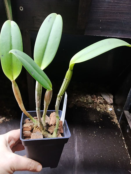 Cattleya lueddemanniana tipo 'Royal Flash' x Cattleya lueddemanniana tipo 'Drago'.jpg