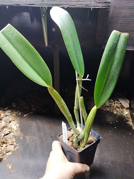 Cattleya lueddemanniana coerulea 'Olimpia' x self.jpg