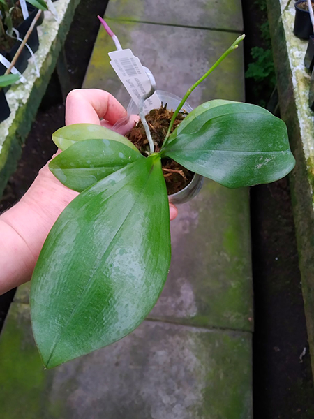 Phalaenopsis Silbergrube 'Freya' x modesta 'Freya'.jpg