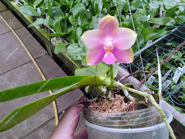 Phalaenopsis CTL Christopher 'Mituo #1'.jpg