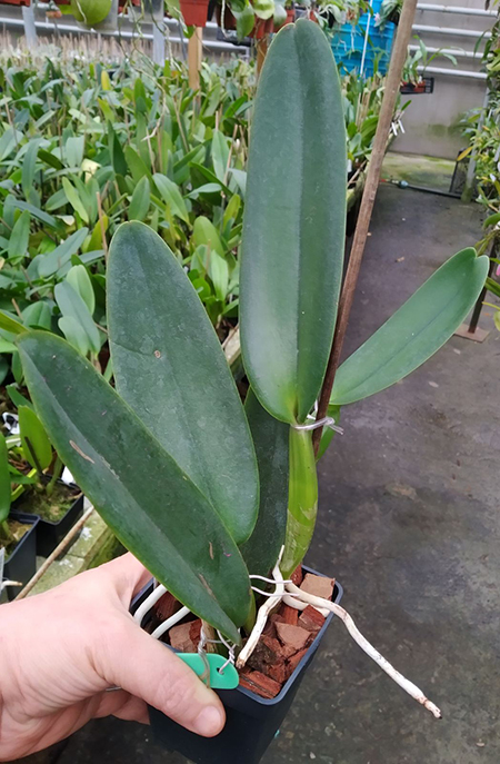 Cattleya warneri coerulea 'Boa Noite' x self.jpg