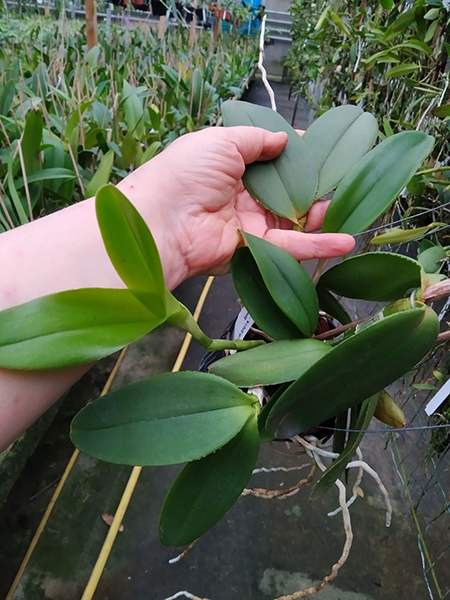 Cattleya schilleriana coerulea (GQ) x self.jpg